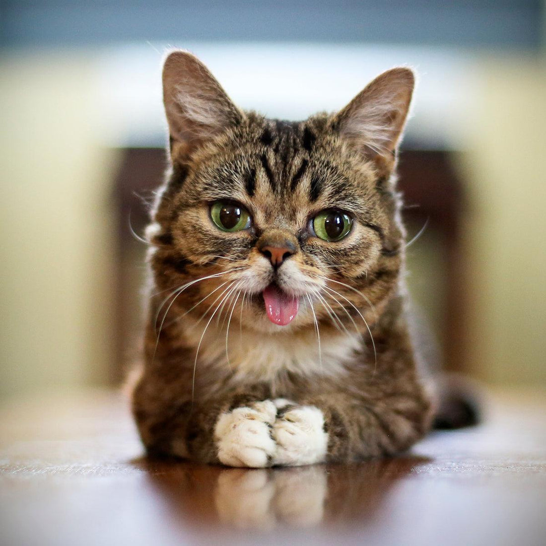 Lil BUB Remembrance Day 2022